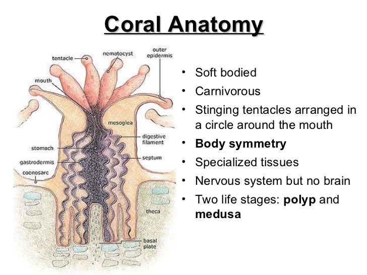 Natural Home Cures Pure Alkaline Water Drops with Bioavailable Coral Calcium Coral Anatomy
